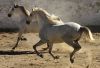 Tony Stromberg.Equine Phontography