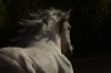 Tony Stromberg.Equine Phontography