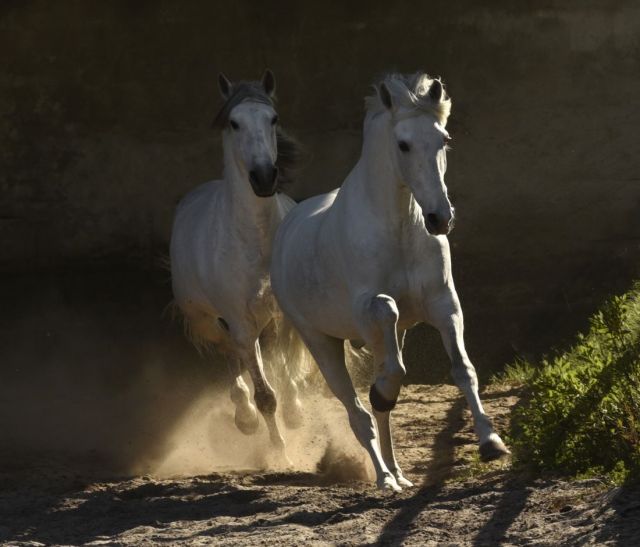 Tony Stromberg.Equine Phontography