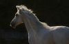 Tony Stromberg.Equine Phontography