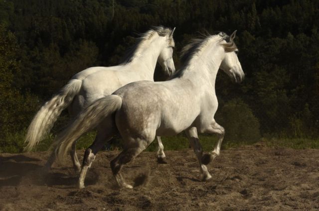 Tony Stromberg.Equine Phontography