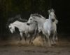 Tony Stromberg.Equine Phontography