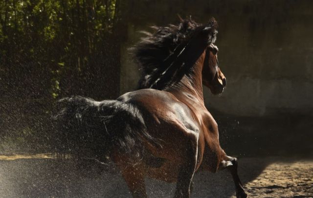 Tony Stromberg.Equine Phontography