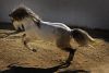 Tony Stromberg.Equine Phontography